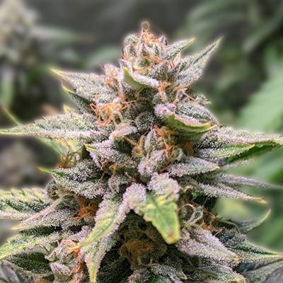 The Essential Guide to Cannabis Seeds Georgia
